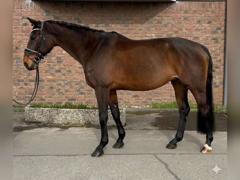 Francés de silla (Selle francais) Yegua 9 años 163 cm Castaño oscuro in Niederkassel