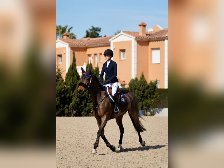 Francés de silla (Selle francais) Yegua 9 años 168 cm Castaño in Gorla Minore