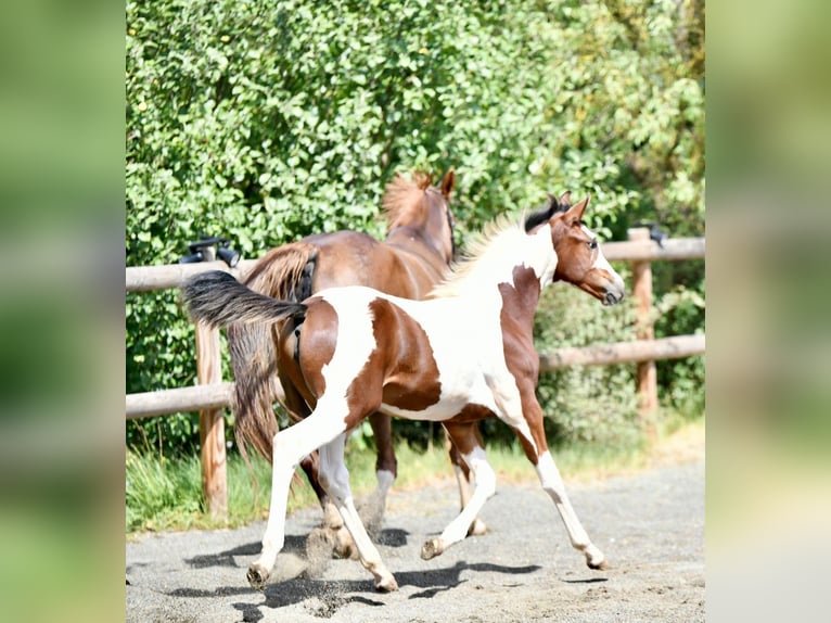 Francés de silla (Selle francais) Yegua Potro (05/2026) 165 cm Tobiano-todas las-capas in Tourves