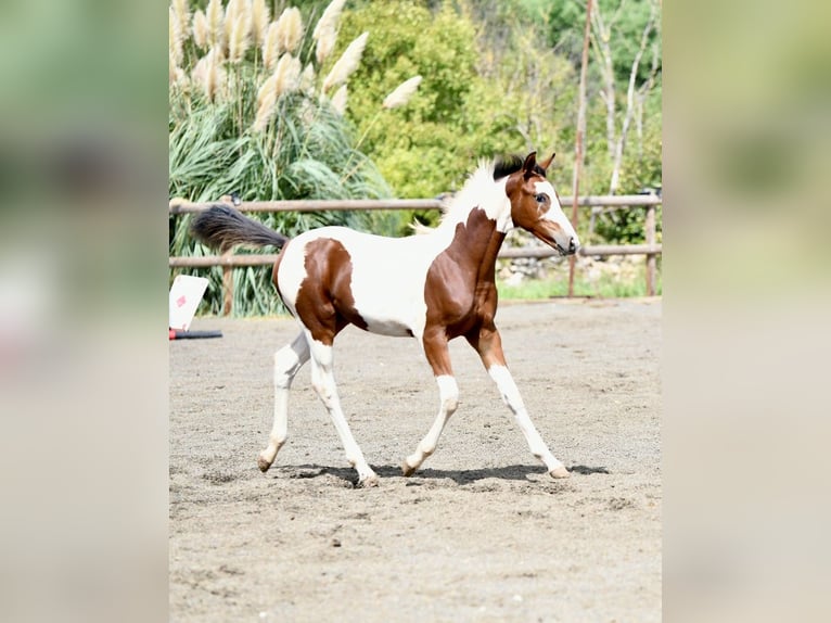 Francés de silla (Selle francais) Yegua Potro (05/2026) 165 cm Tobiano-todas las-capas in Tourves