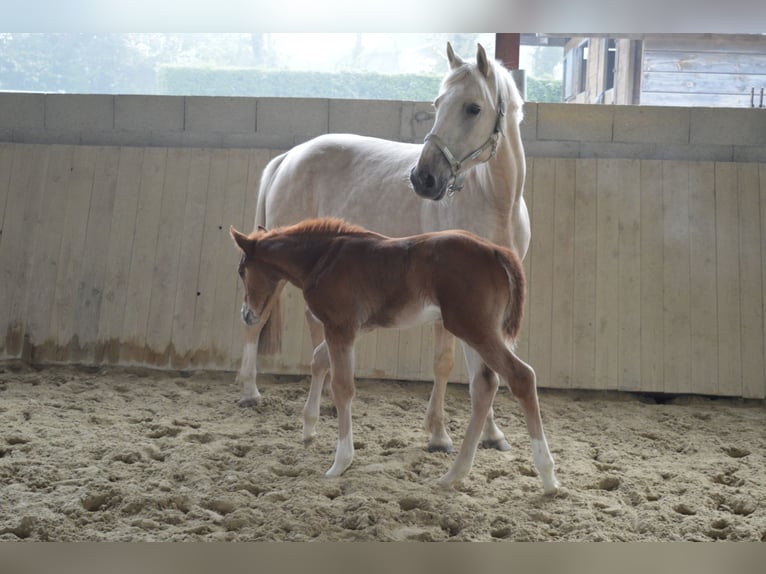 Francés de silla (Selle francais) Yegua Potro (03/2026) 170 cm Alazán in Sornay