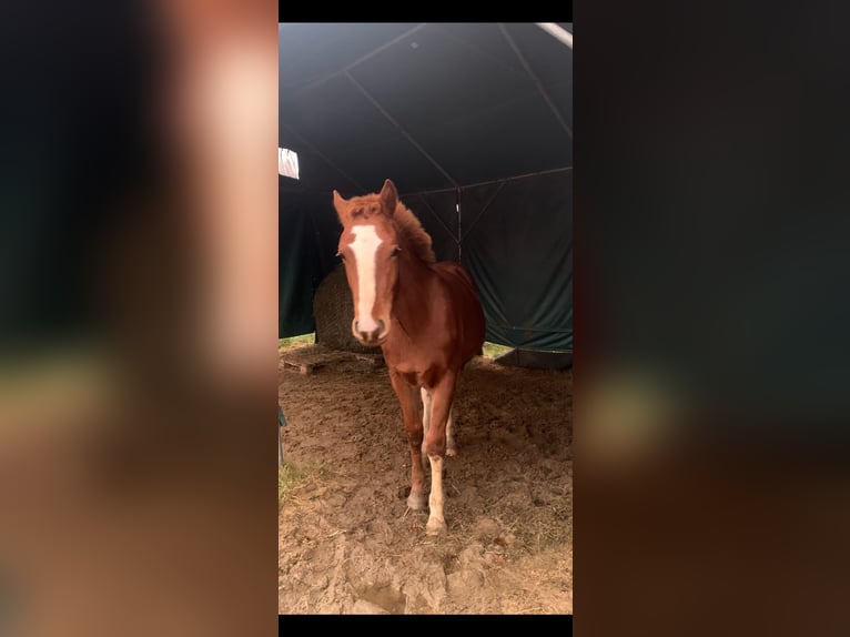 Franches-Montagnes Étalon 1 Année 155 cm Alezan in Vilshofen