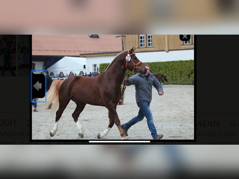 Franches-Montagnes Étalon 1 Année 155 cm Alezan in Vilshofen