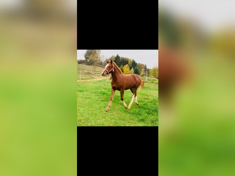 Franches-Montagnes Étalon 1 Année 155 cm Alezan in Vilshofen