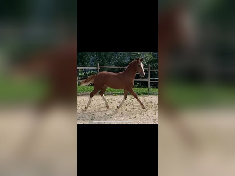 Franches-Montagnes Étalon 1 Année 155 cm Alezan in Vilshofen