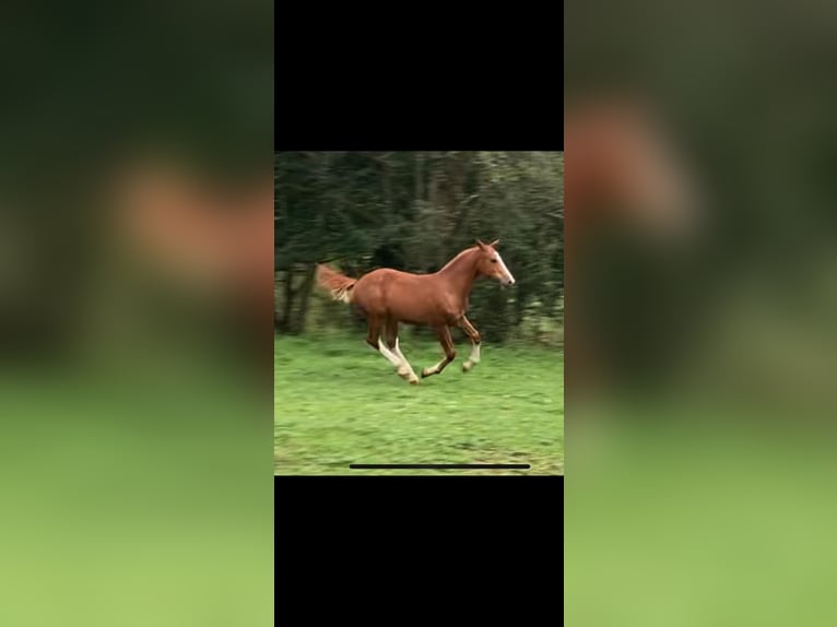 Franches-Montagnes Étalon 1 Année 155 cm Alezan in Vilshofen