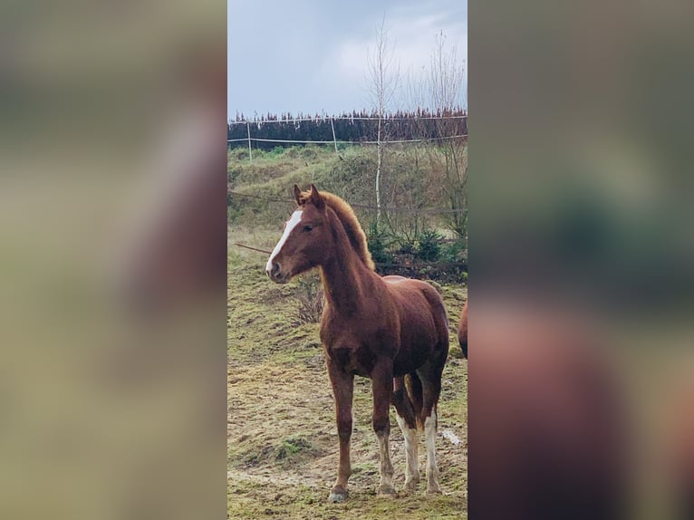 Franches-Montagnes Étalon 1 Année 155 cm Alezan in Vilshofen