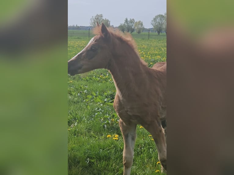 Franches-Montagnes Étalon 1 Année 160 cm Alezan brûlé in Olst