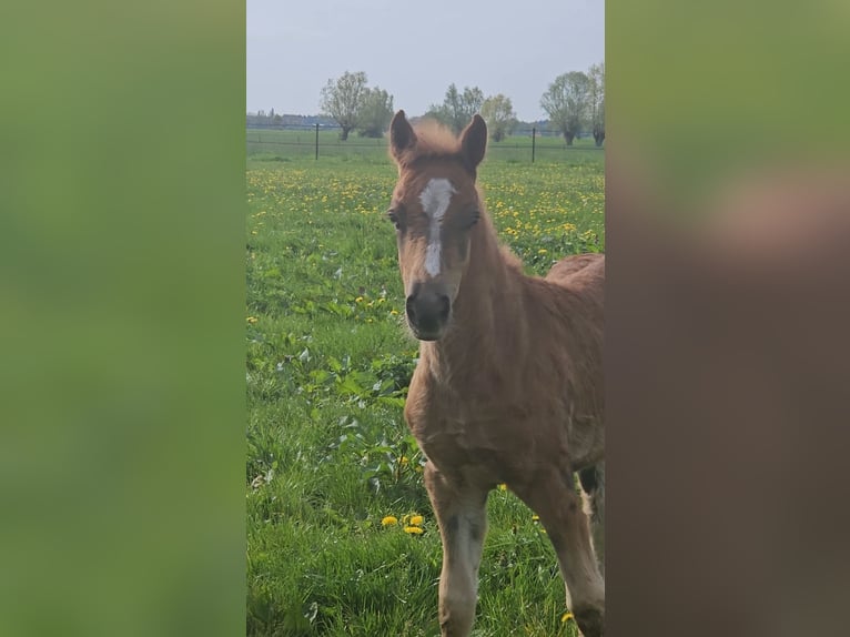 Franches-Montagnes Étalon 1 Année 160 cm Alezan brûlé in Olst