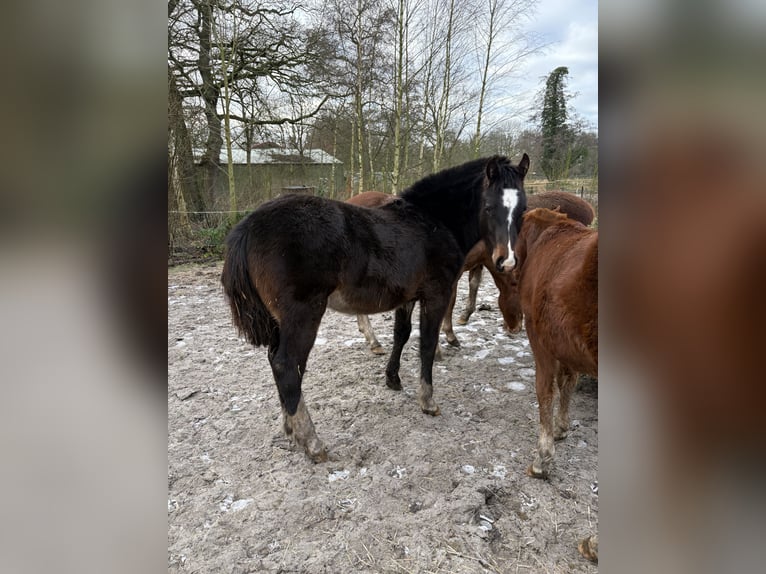 Franches-Montagnes Étalon 1 Année 160 cm Bai brun foncé in Rhauderfehn