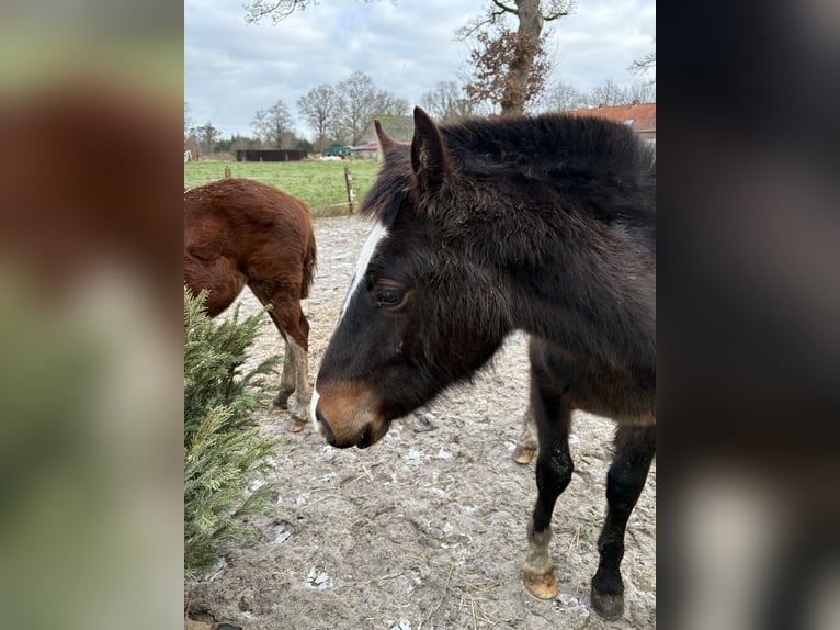 Franches-Montagnes Étalon 1 Année 160 cm Bai brun foncé in Rhauderfehn