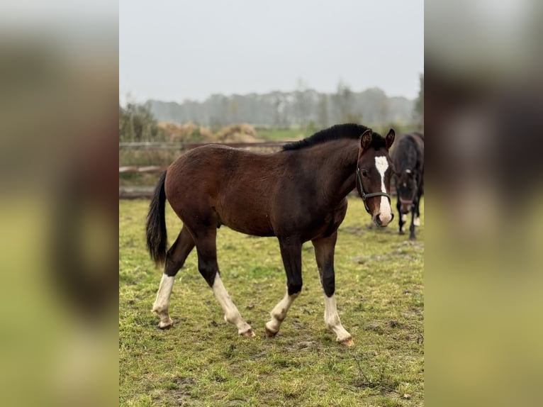 Franches-Montagnes Étalon 1 Année 160 cm Bai in Zuidwolde