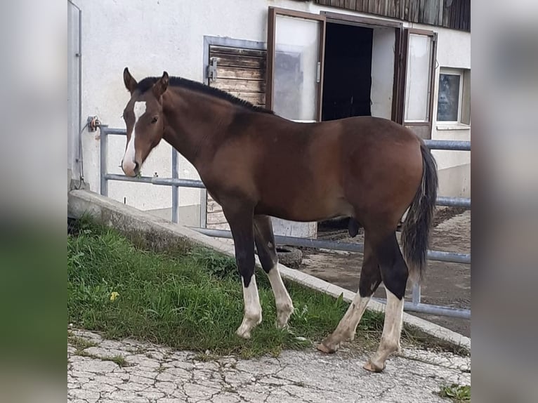 Franches-Montagnes Étalon 1 Année 160 cm Bai in Zuidwolde