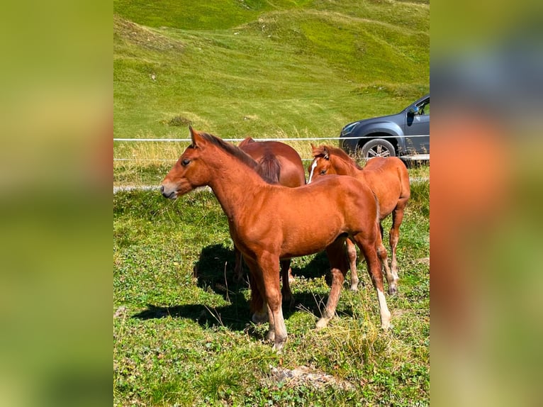 Franches-Montagnes Croisé Étalon 1 Année Bai in Guarda