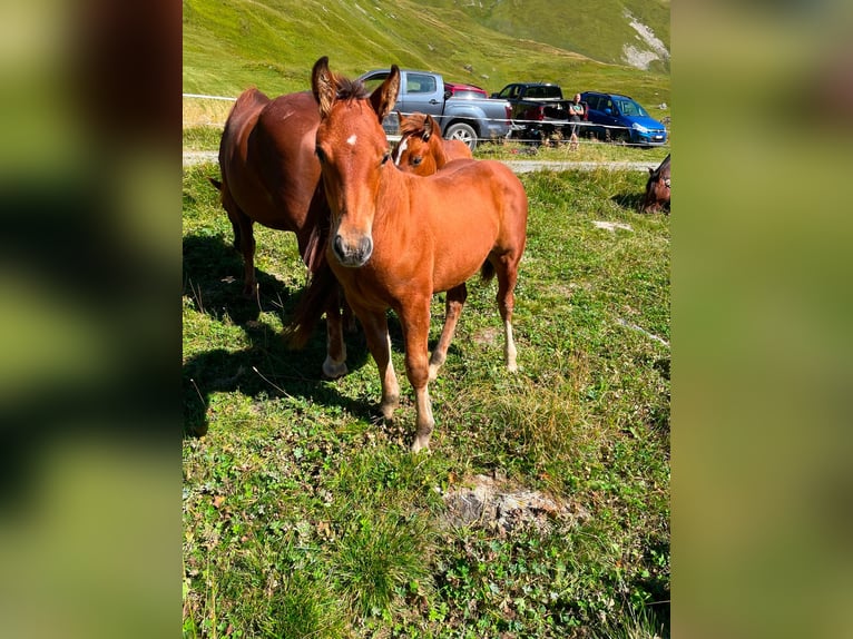 Franches-Montagnes Croisé Étalon 1 Année Bai in Guarda