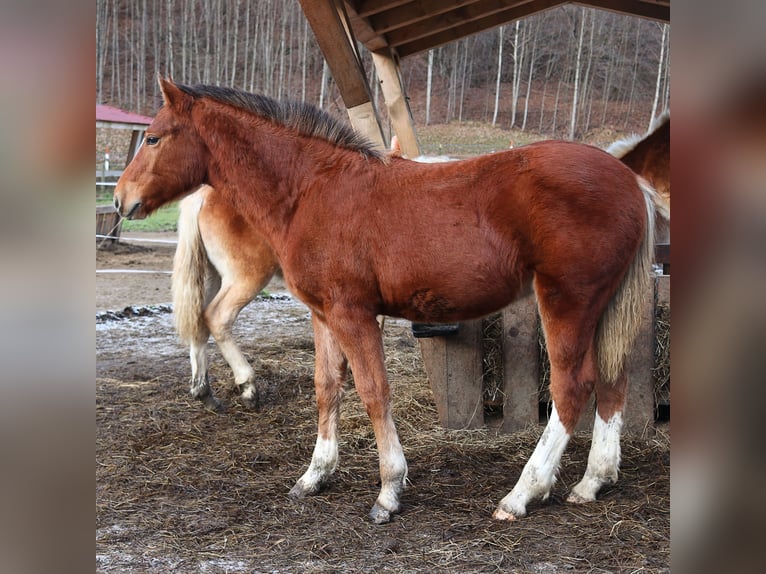 Franches-Montagnes Étalon 1 Année Bai cerise in Marktschellenberg