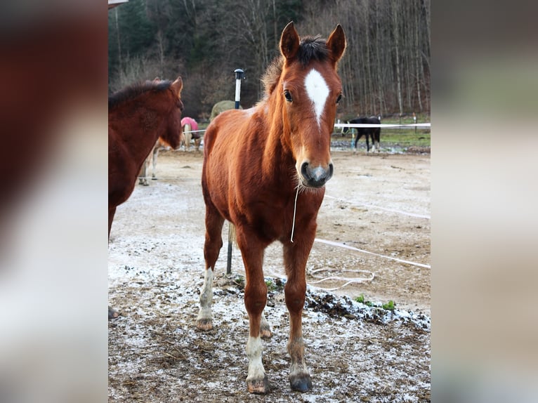 Franches-Montagnes Étalon 1 Année Bai cerise in Marktschellenberg