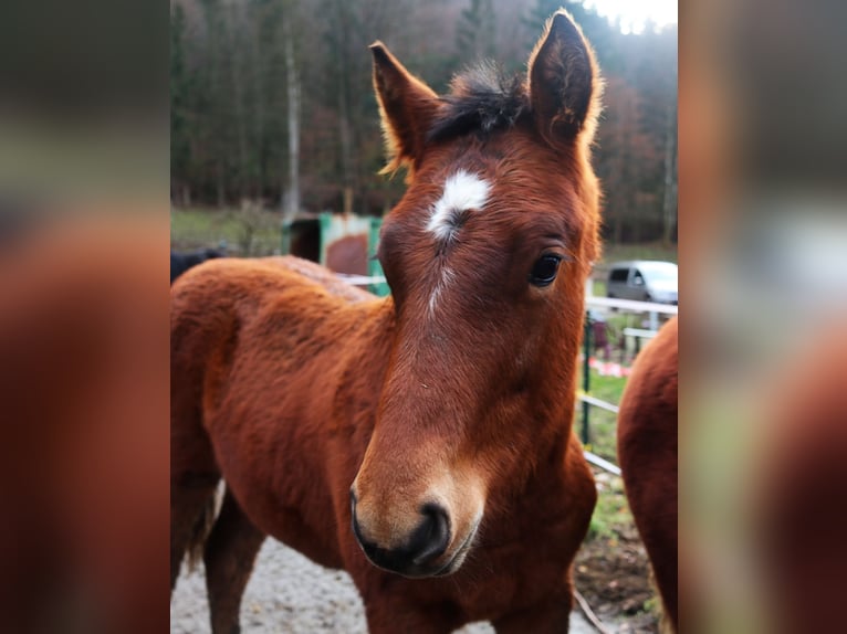 Franches-Montagnes Étalon 1 Année Bai cerise in Marktschellenberg