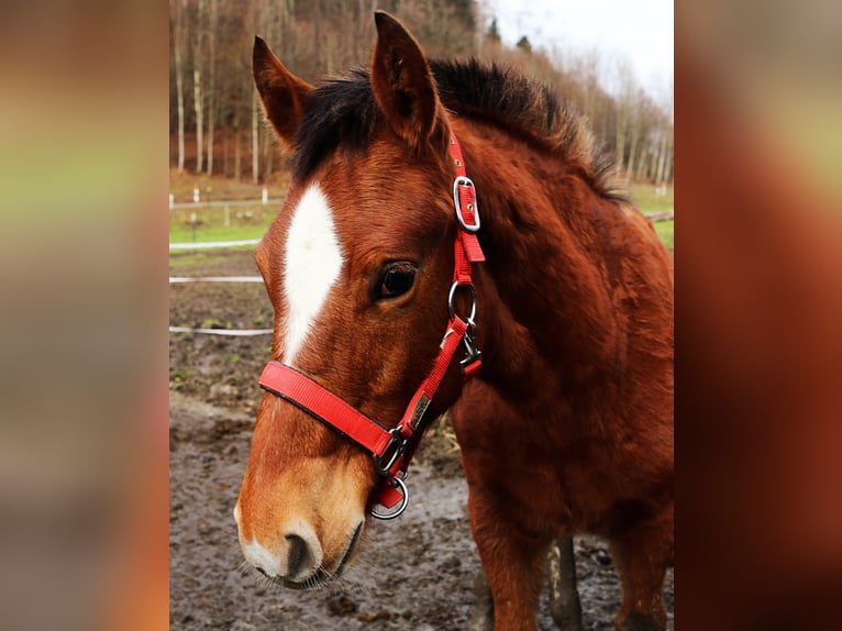 Franches-Montagnes Étalon 1 Année Bai cerise in Marktschellenberg