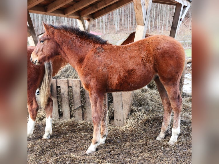 Franches-Montagnes Étalon 1 Année Bai cerise in Marktschellenberg