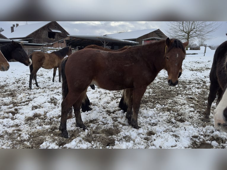 Franches-Montagnes Croisé Étalon 2 Ans 135 cm Alezan in Landerswil