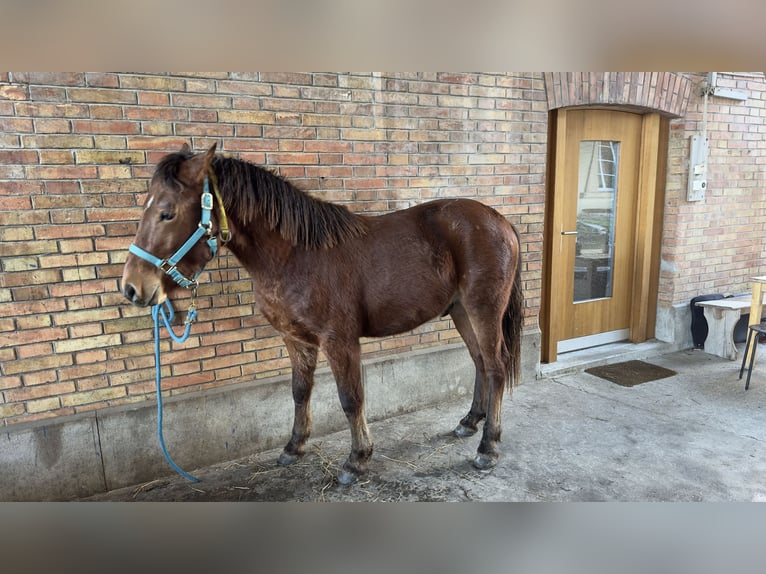 Franches-Montagnes Croisé Étalon 2 Ans 135 cm Alezan in Landerswil