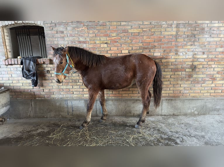 Franches-Montagnes Croisé Étalon 2 Ans 135 cm Alezan in Landerswil