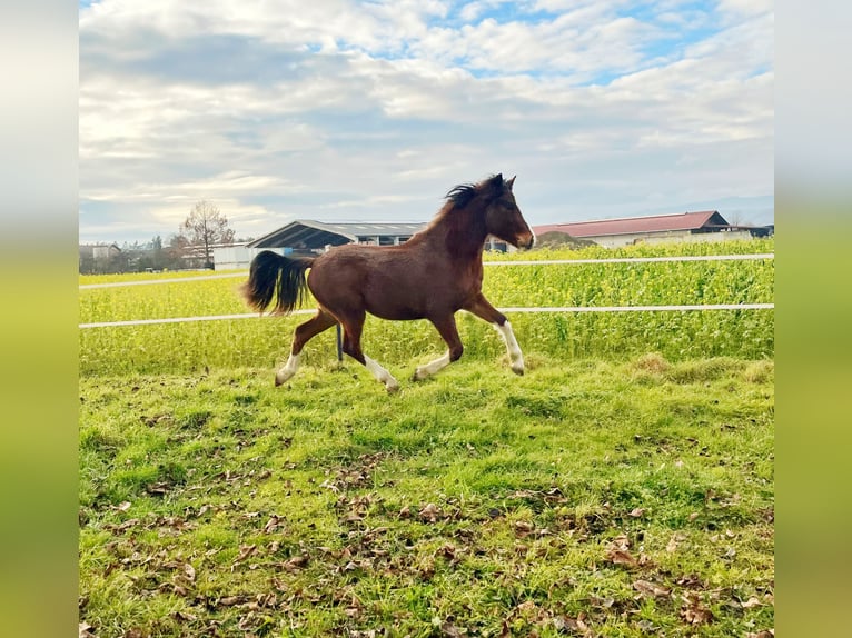 Franches-Montagnes Étalon 2 Ans 150 cm Bai in Pöchlarn