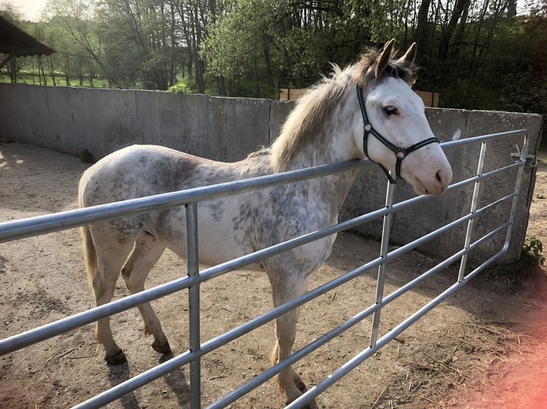 Franches-Montagnes Croisé Étalon 2 Ans 155 cm Blanc in Petersberg