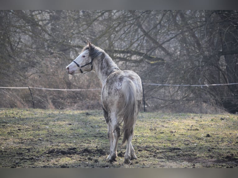 Franches-Montagnes Croisé Étalon 2 Ans 155 cm Blanc in Petersberg