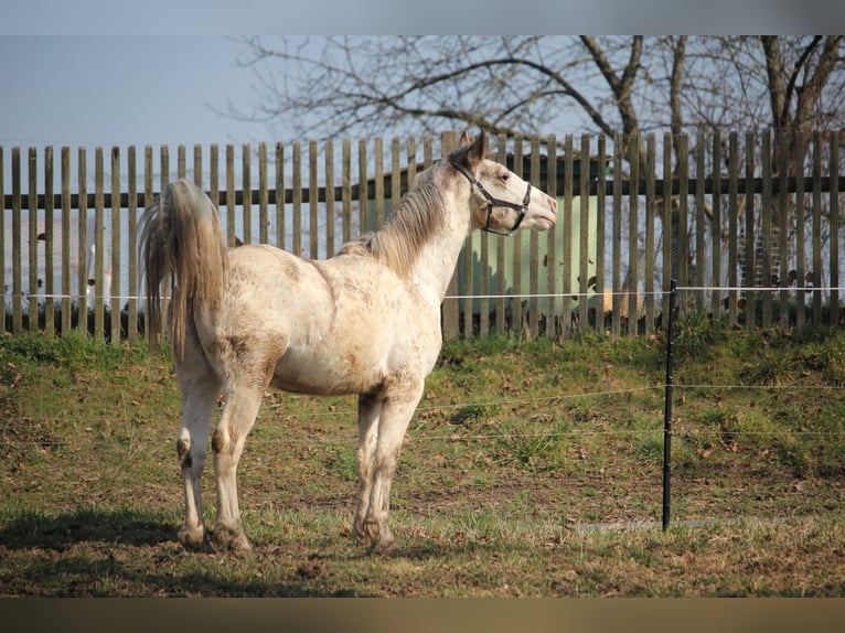 Franches-Montagnes Croisé Étalon 2 Ans 155 cm Blanc in Petersberg