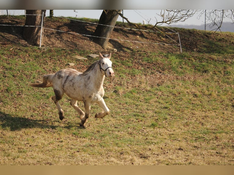 Franches-Montagnes Croisé Étalon 2 Ans 155 cm Blanc in Petersberg