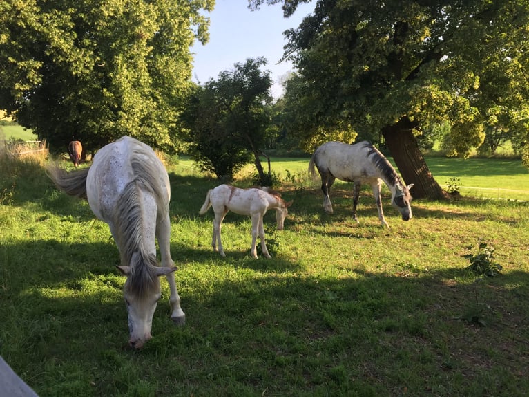 Franches-Montagnes Croisé Étalon 2 Ans 155 cm Blanc in Petersberg