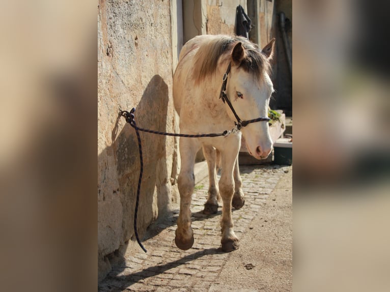 Franches-Montagnes Croisé Étalon 2 Ans 155 cm Blanc in Petersberg