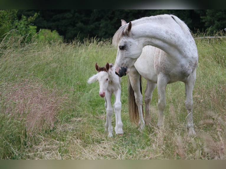 Franches-Montagnes Croisé Étalon 2 Ans 155 cm Blanc in Petersberg