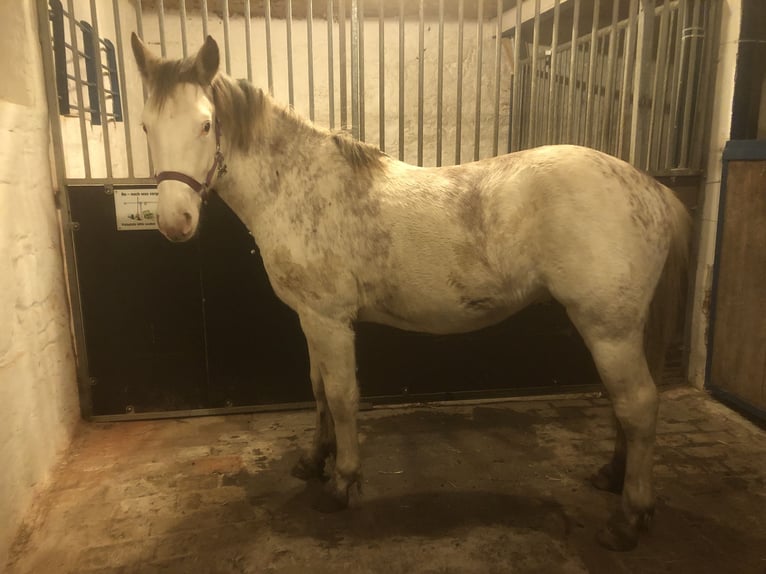 Franches-Montagnes Croisé Étalon 2 Ans 155 cm Blanc in Petersberg