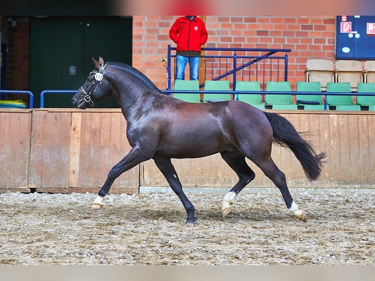 Franches-Montagnes Croisé Étalon 2 Ans 155 cm Blanc in Petersberg