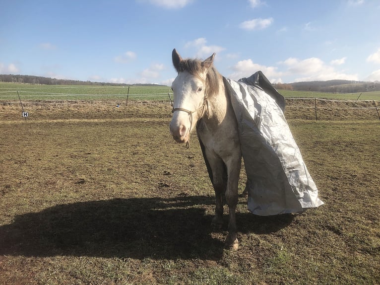 Franches-Montagnes Croisé Étalon 2 Ans 155 cm Blanc in Petersberg