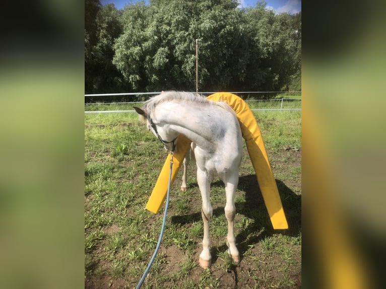 Franches-Montagnes Croisé Étalon 2 Ans 155 cm Blanc in Petersberg