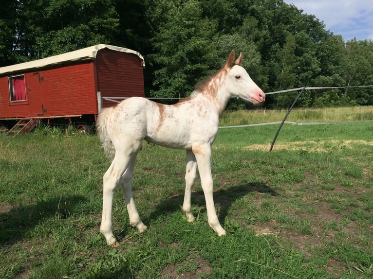 Franches-Montagnes Croisé Étalon 2 Ans 155 cm Blanc in Petersberg