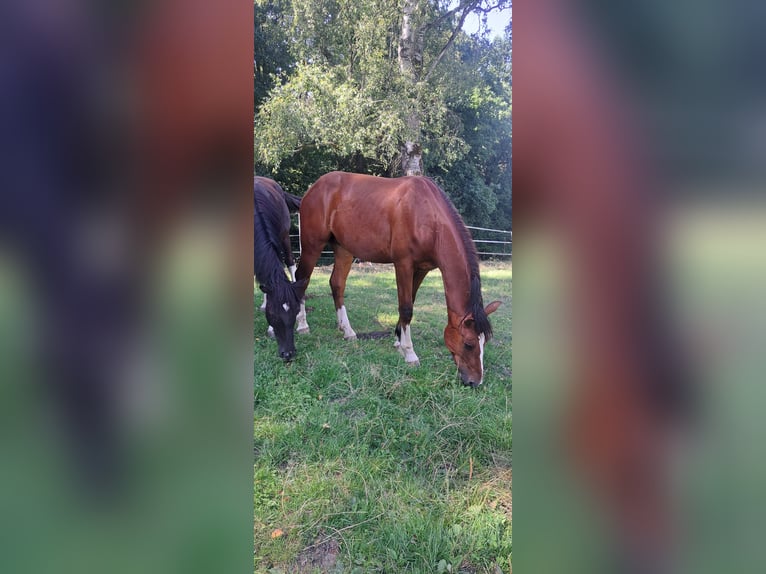 Franches-Montagnes Étalon 2 Ans 157 cm Bai clair in Kronach