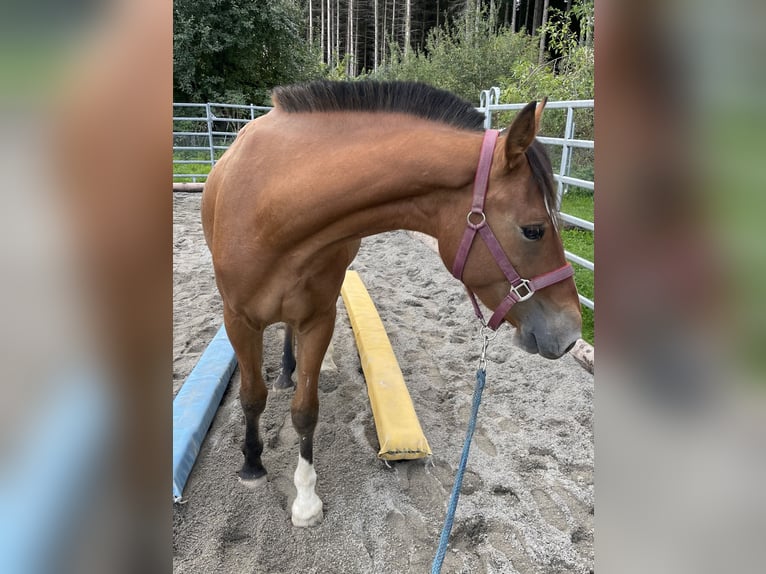 Franches-Montagnes Étalon 3 Ans Bai in Uettligen