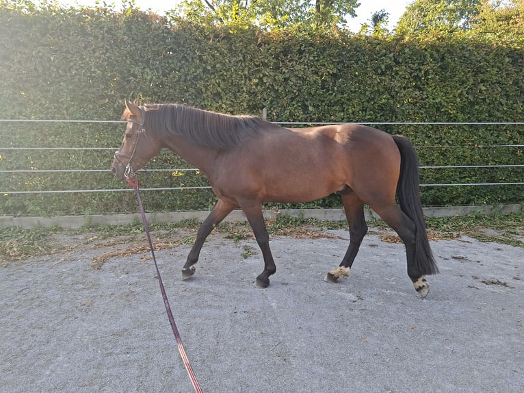 Franches-Montagnes Étalon 6 Ans 155 cm Bai in Virelles