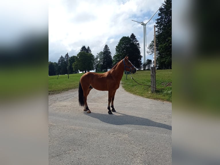 Franches-Montagnes Étalon 6 Ans 156 cm Bai in Mont-Crosin