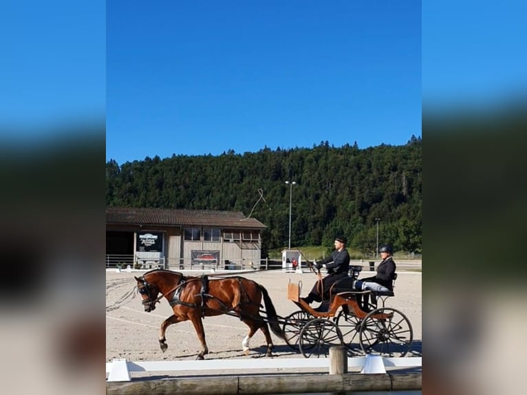 Franches-Montagnes Étalon 6 Ans 156 cm Bai in Mont-Crosin