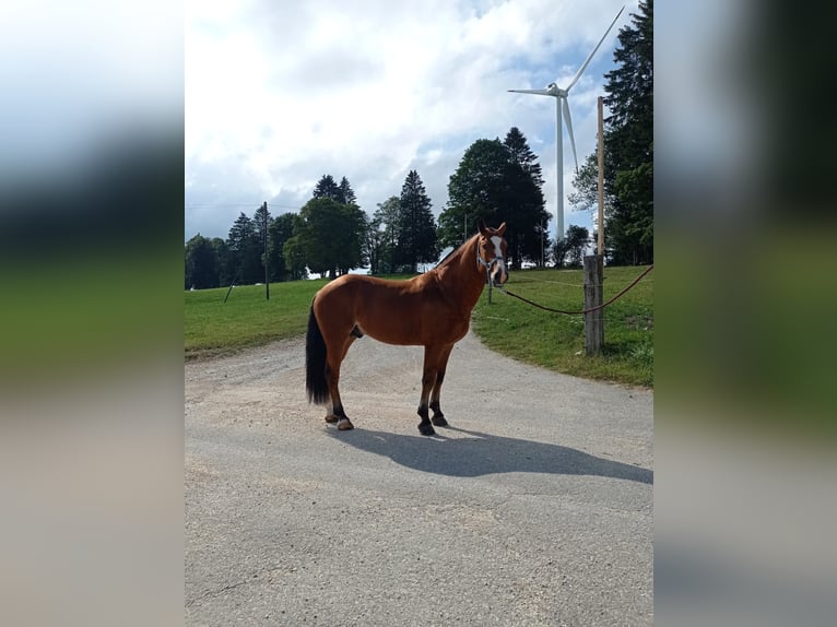 Franches-Montagnes Étalon 6 Ans 156 cm Bai in Mont-Crosin