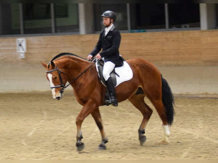 Franches-Montagnes Étalon 6 Ans 156 cm Bai in Mont-Crosin