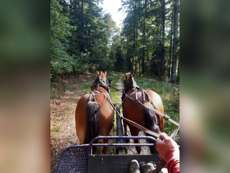 Franches-Montagnes Étalon 6 Ans 156 cm Bai in Mont-Crosin