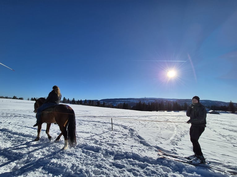 Franches-Montagnes Étalon 6 Ans 156 cm Bai in Mont-Crosin