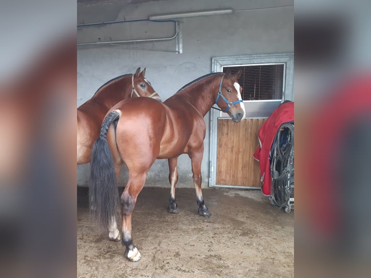 Franches-Montagnes Étalon 6 Ans 156 cm Bai in Mont-Crosin